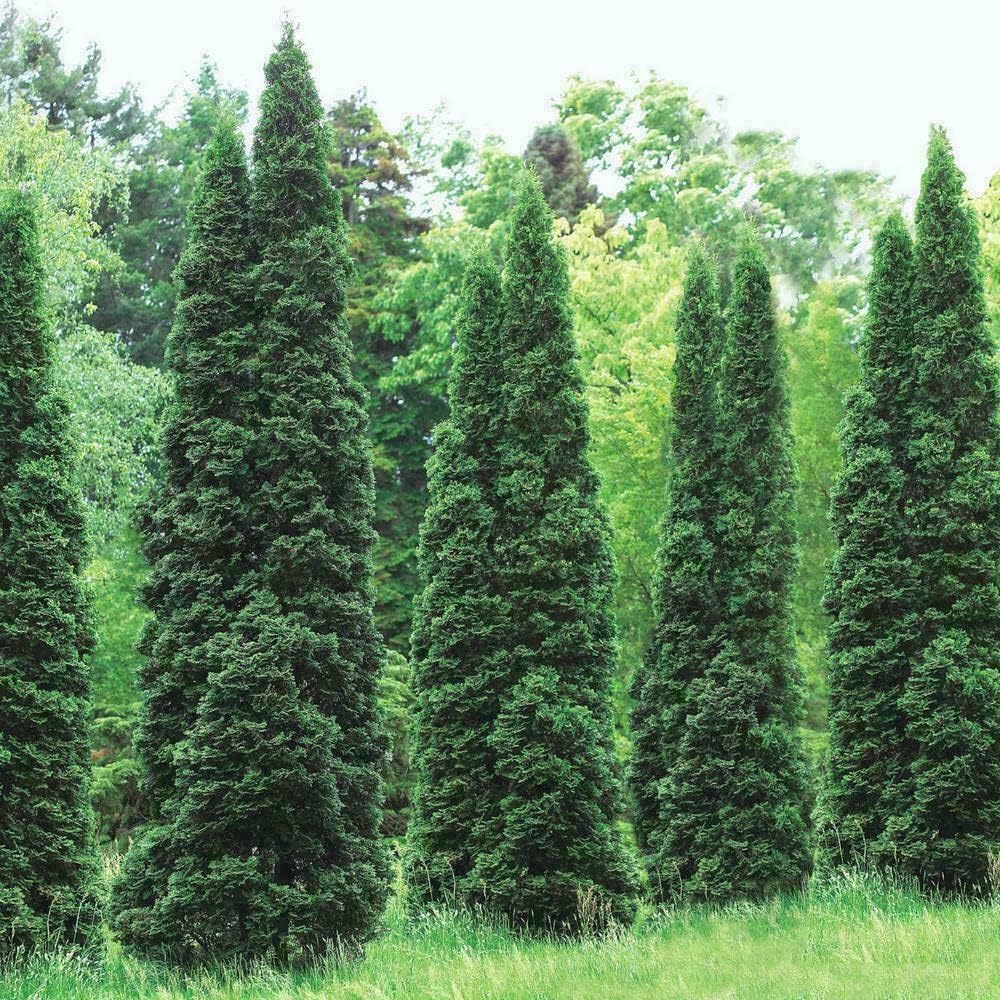 5 Thuja Green Giant Arborvitae Trees - 6-12" Tall Seedlings - Live Plants - 2.5" Pots H652413