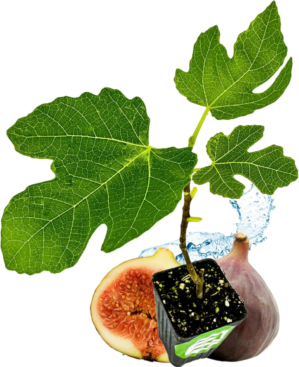Brown Turkey Fig Self-Pollinating Fig Tree Q696