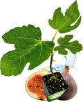 Brown Turkey Fig Self-Pollinating Fig Tree Q696