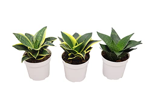3 Assorted Varieties Snake Plants, 4 inch S396