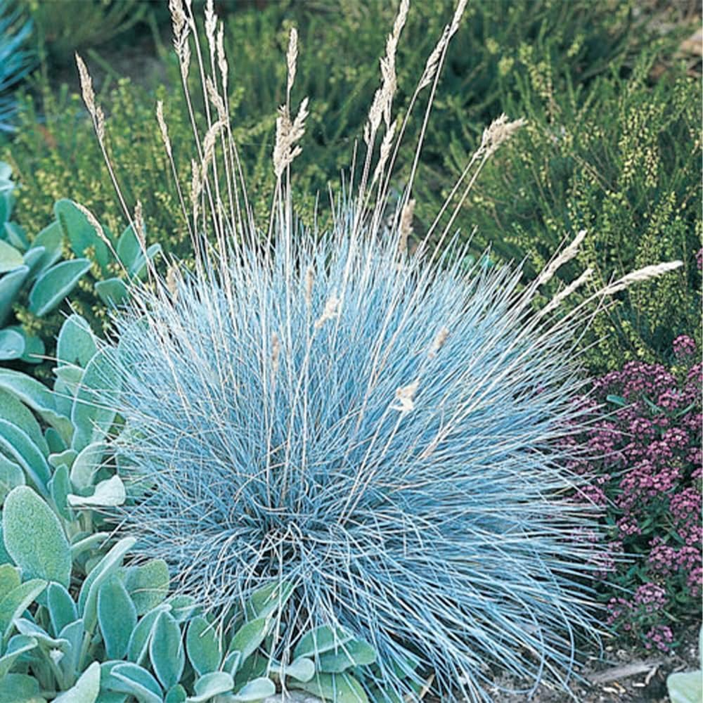 50 Seeds Blue Fescue Grass Seeds Ornamental Grass O287
