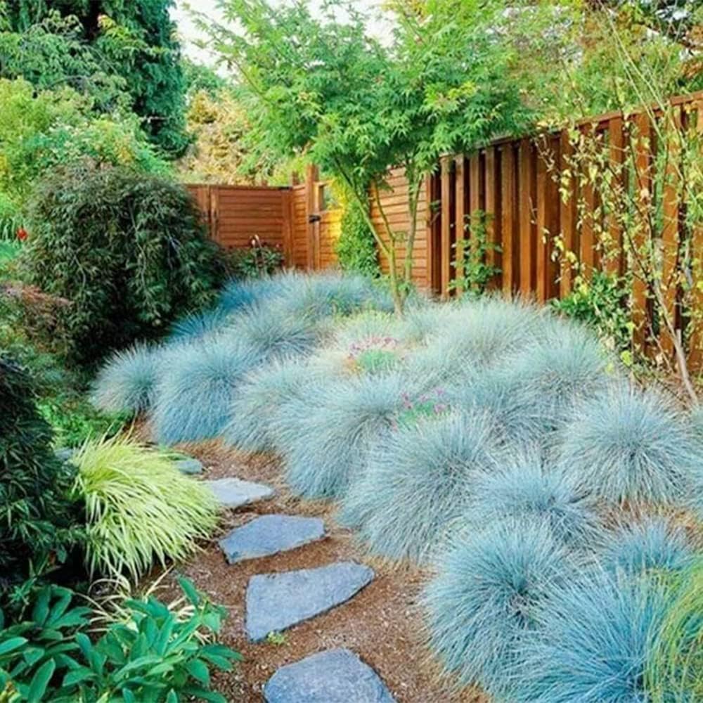 50 Seeds Blue Fescue Grass Seeds Ornamental Grass O287