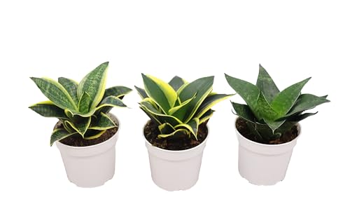 3 Assorted Varieties Snake Plants, 4 inch S396