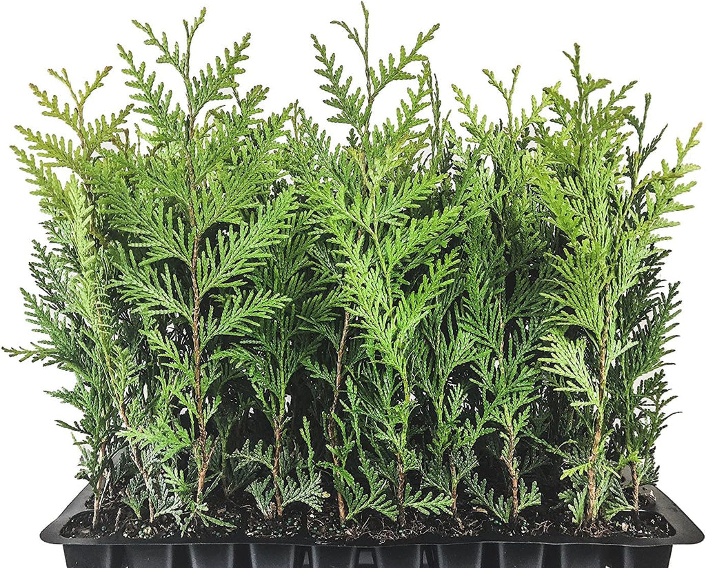 40 Live Trees Evergreen Privacy A4450