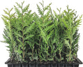 40 Live Trees Evergreen Privacy A4450