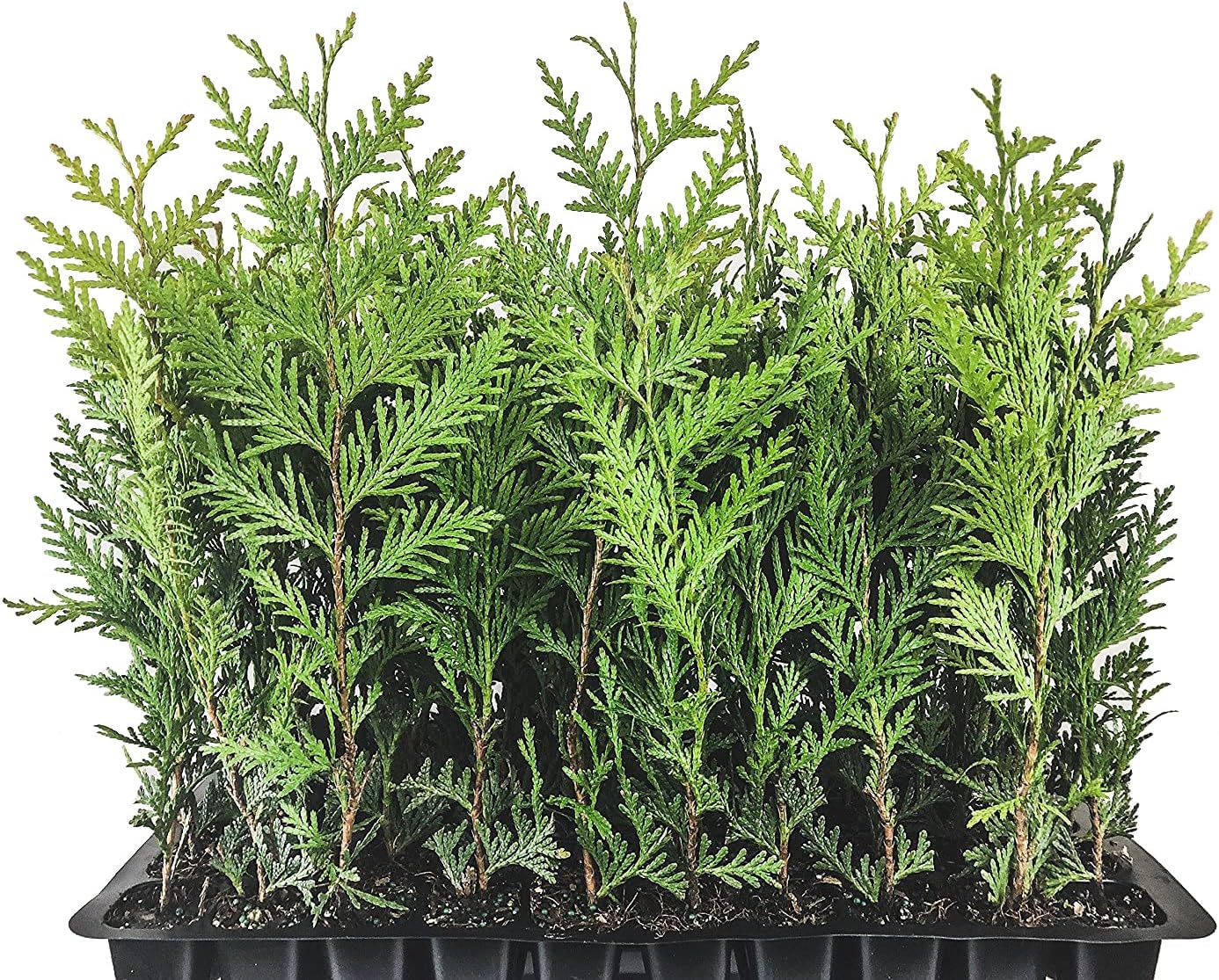 40 Live Trees Evergreen Privacy A4450