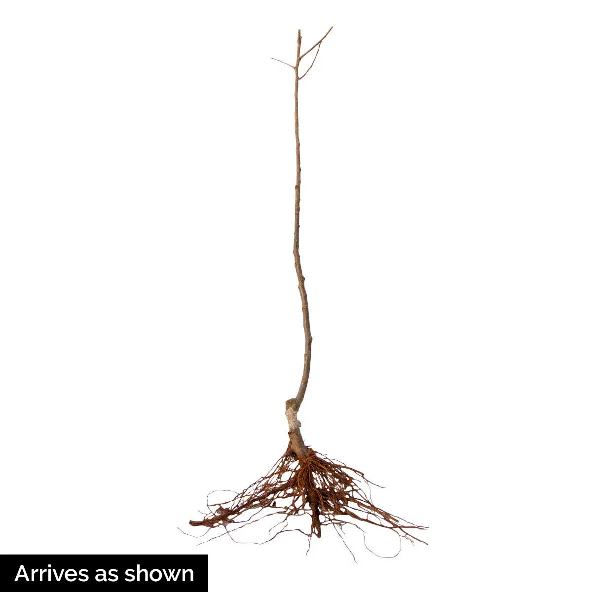 1-Pack Standard Dormant Bare Root Apple Tree I530366