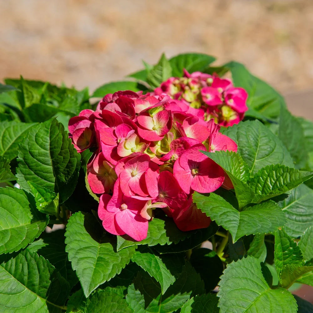 3 Gal Flowering Shrub Outdoor Plant B669