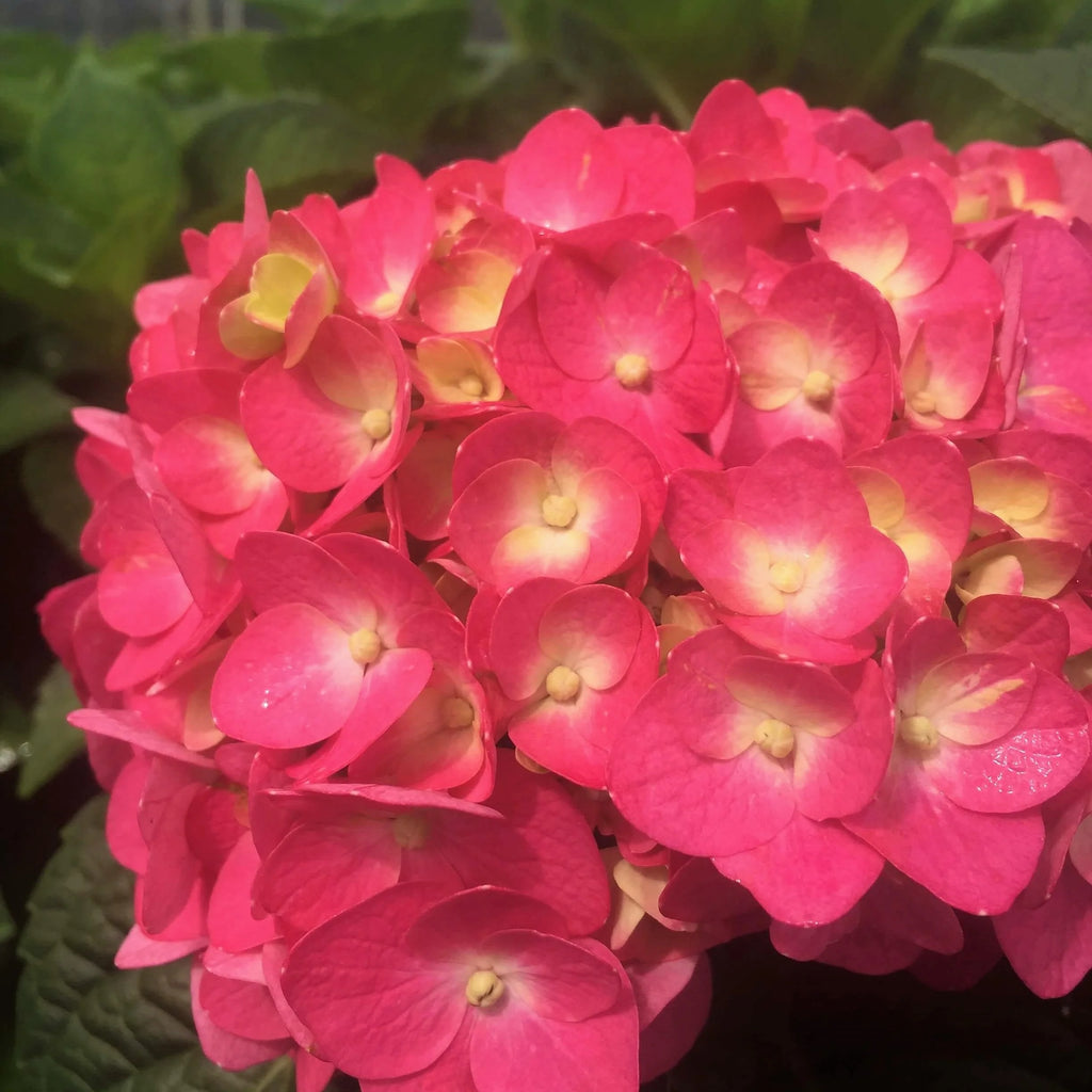 3 Gal Flowering Shrub Outdoor Plant B669