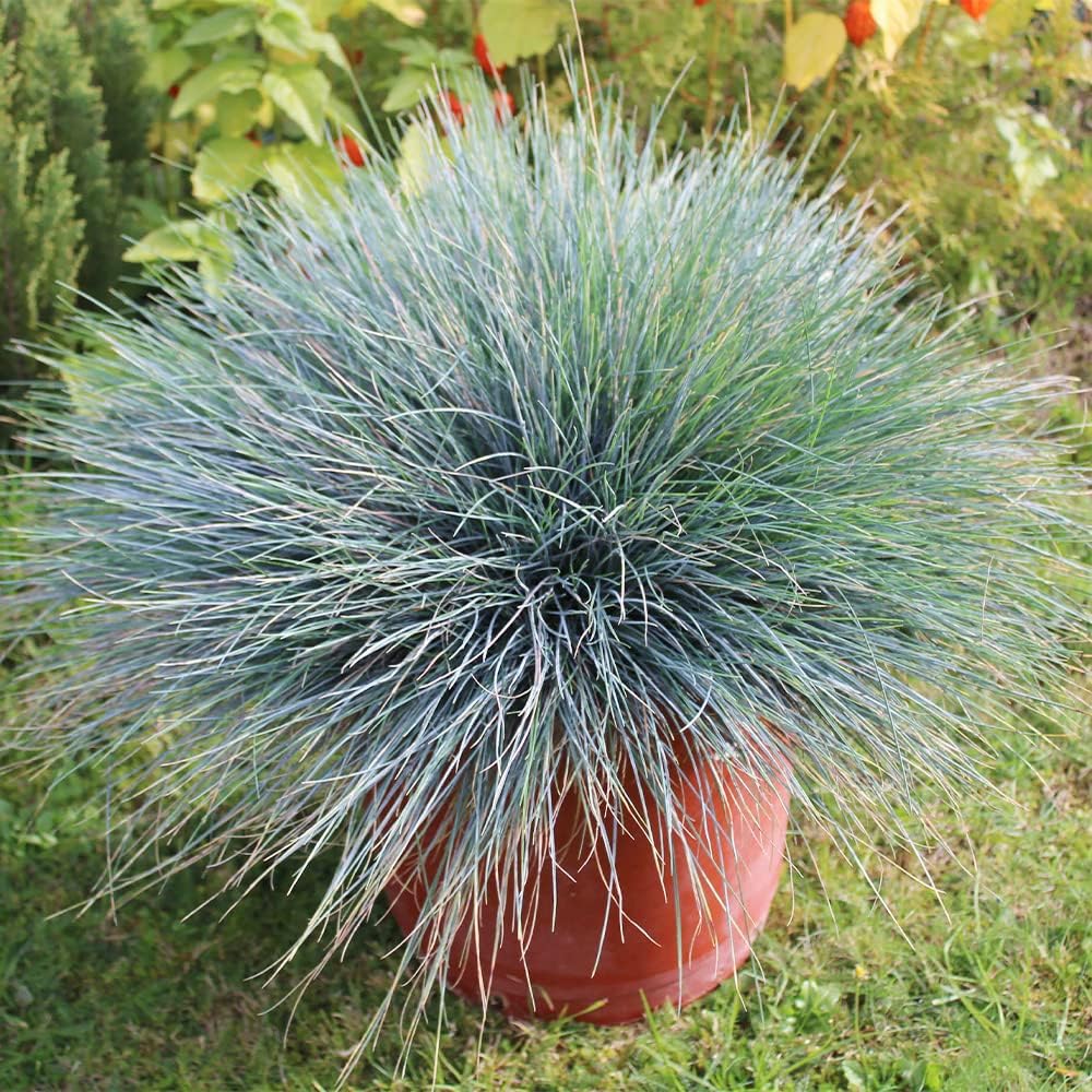 50 Seeds Blue Fescue Grass Seeds Ornamental Grass O287
