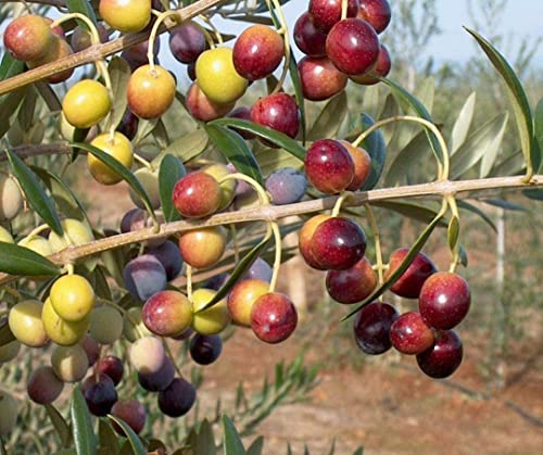 1 Live Olive Tree in Pot U5519