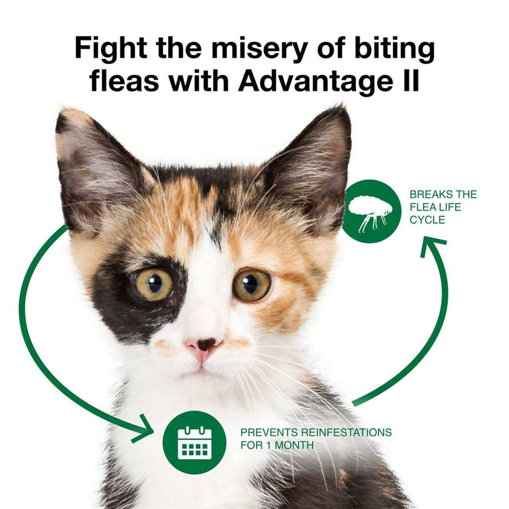 Advantage II Flea Treatment for Ferrets R99567