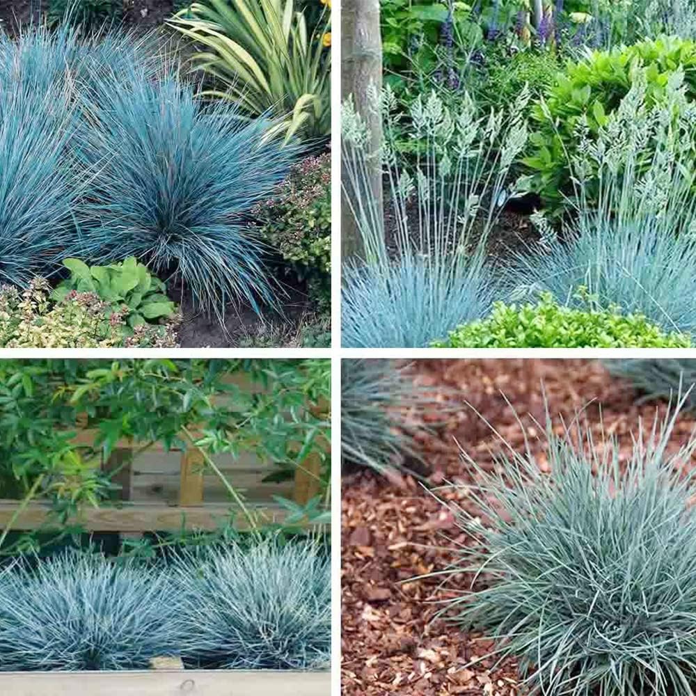 50 Seeds Blue Fescue Grass Seeds Ornamental Grass O287